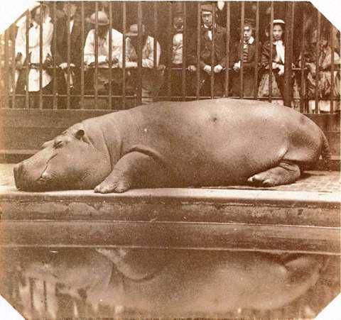 The Hippo.